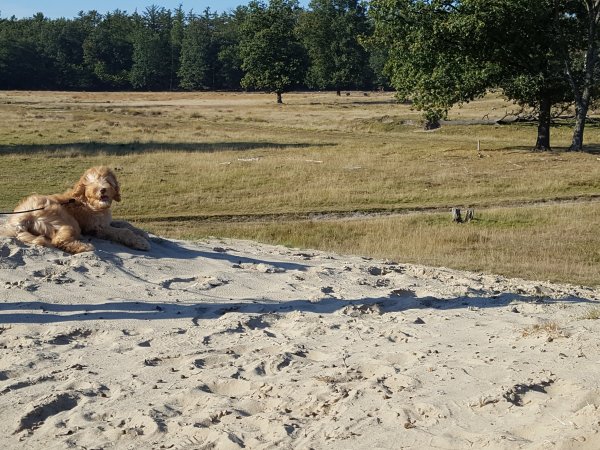 Honden zijn welkom...