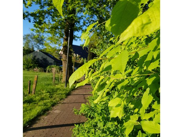 Naast ''Onder de Eiken''