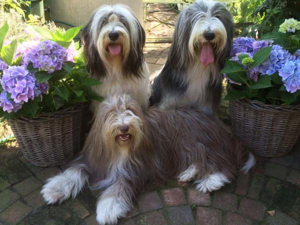 3 honden welkom meerder in overleg
